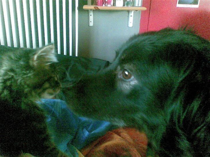 Maine Coon Twinto billede 19