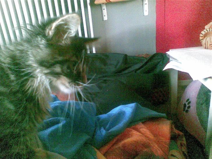 Maine Coon Twinto billede 20