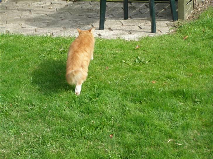 Maine Coon Balou billede 18