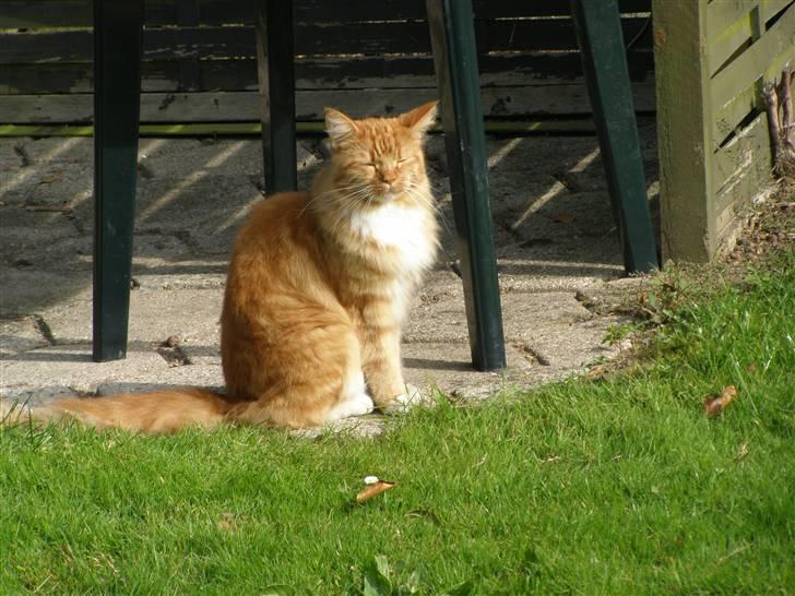 Maine Coon Balou billede 19