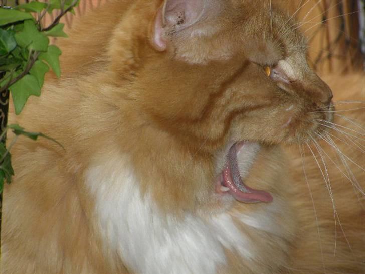 Maine Coon Balou billede 20