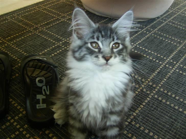 Maine Coon Mickey billede 10