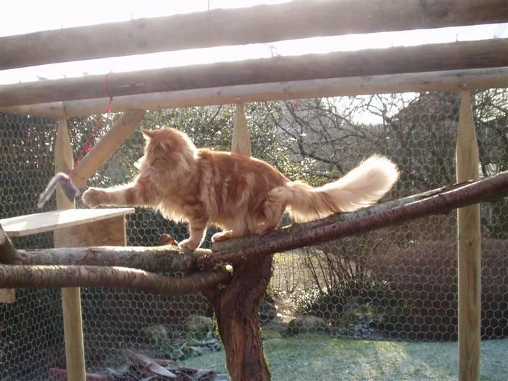 Maine Coon True Survivor / Herkules billede 1