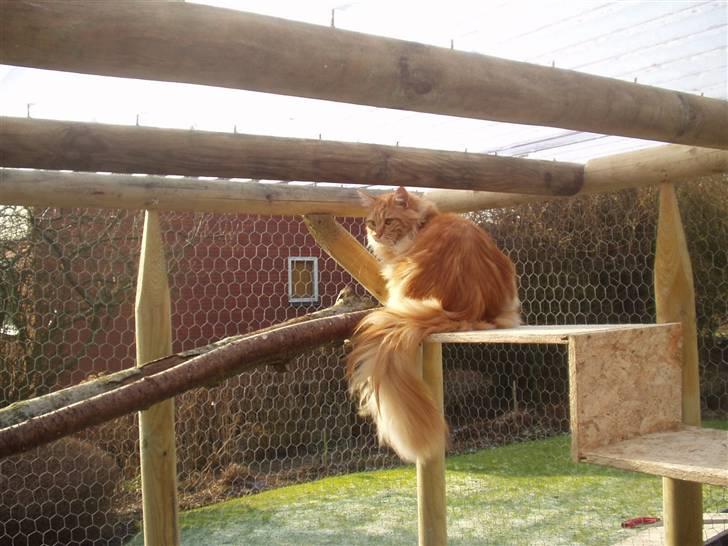 Maine Coon True Survivor / Herkules billede 2