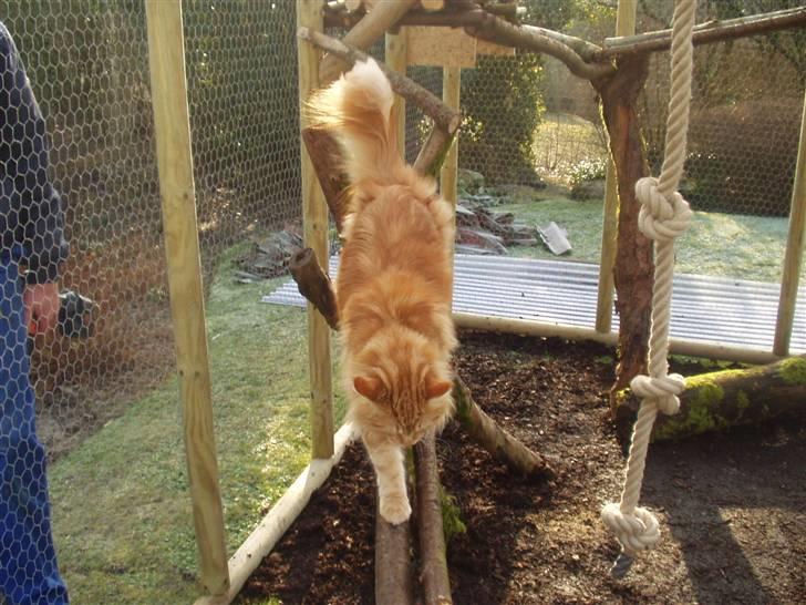 Maine Coon True Survivor / Herkules billede 3