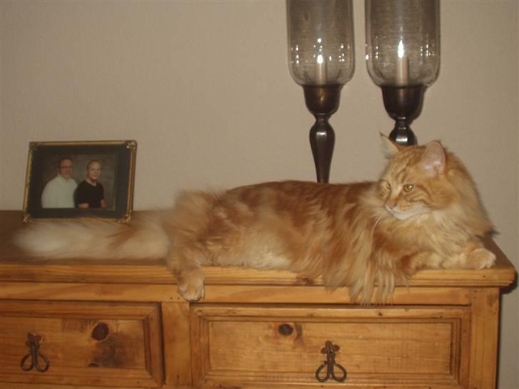 Maine Coon True Survivor / Herkules billede 4