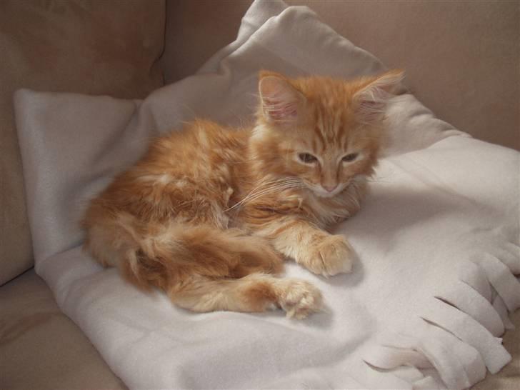 Maine Coon True Survivor / Herkules billede 5