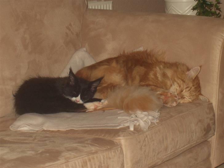 Maine Coon True Survivor / Herkules billede 6