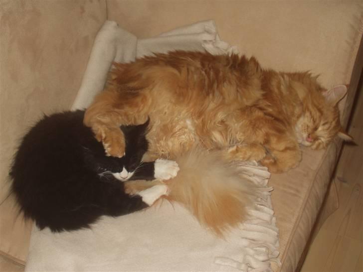 Maine Coon True Survivor / Herkules billede 7