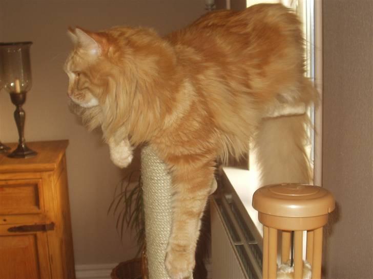 Maine Coon True Survivor / Herkules billede 8