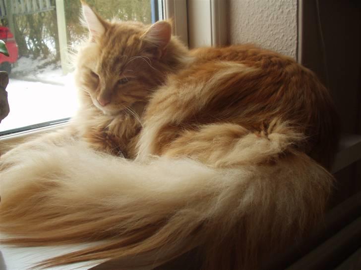 Maine Coon True Survivor / Herkules billede 9