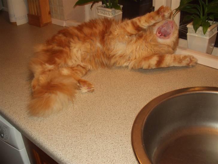 Maine Coon True Survivor / Herkules billede 10