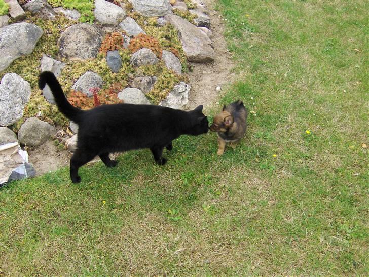 Huskat Nicky - Lige over og hilse på Puff :) billede 16