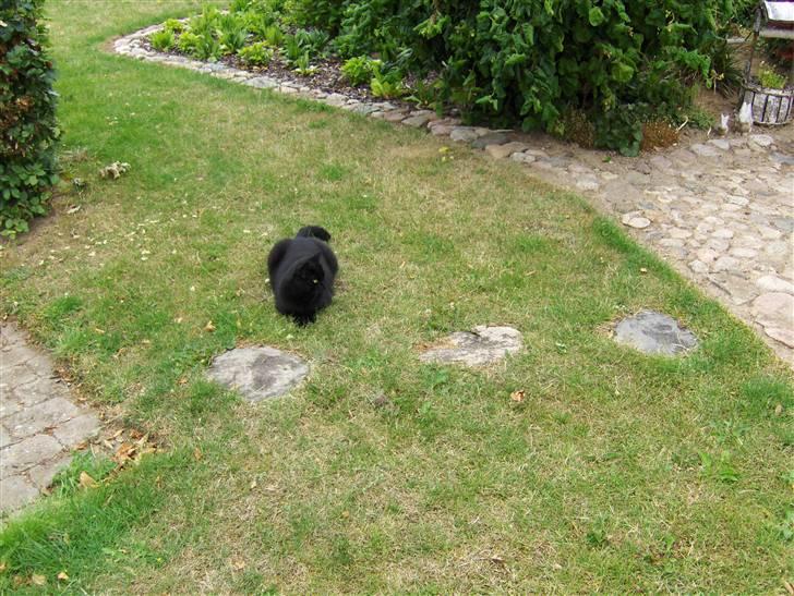 Huskat Nicky billede 17