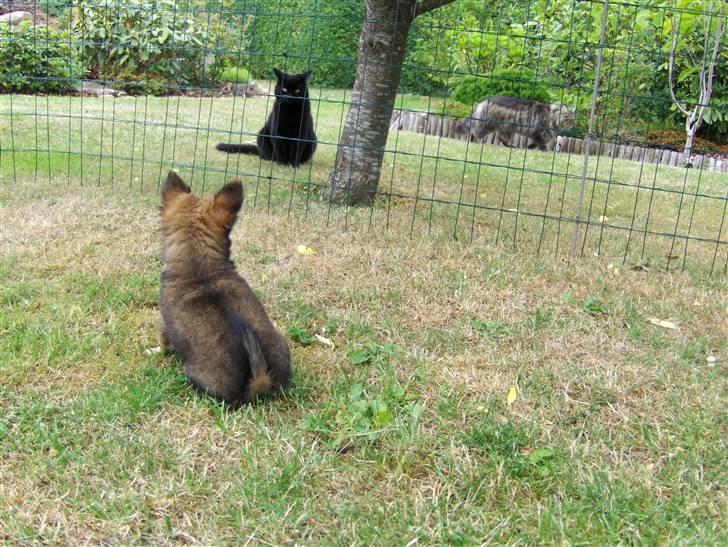 Huskat Nicky - Ovevejer om han skal gå ind i indhegningen og lege fangeleg, eller bar sidde og kigge på :p billede 18
