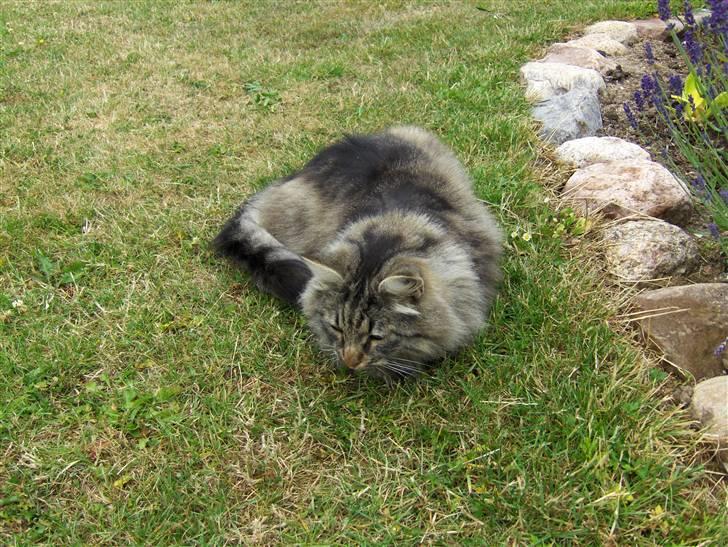 Norsk Skovkat Oliver billede 17