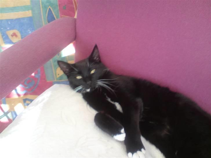 Huskat Shadow R.I.P billede 11