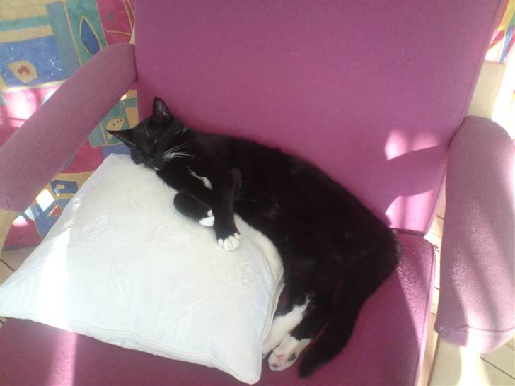 Huskat Shadow R.I.P billede 12