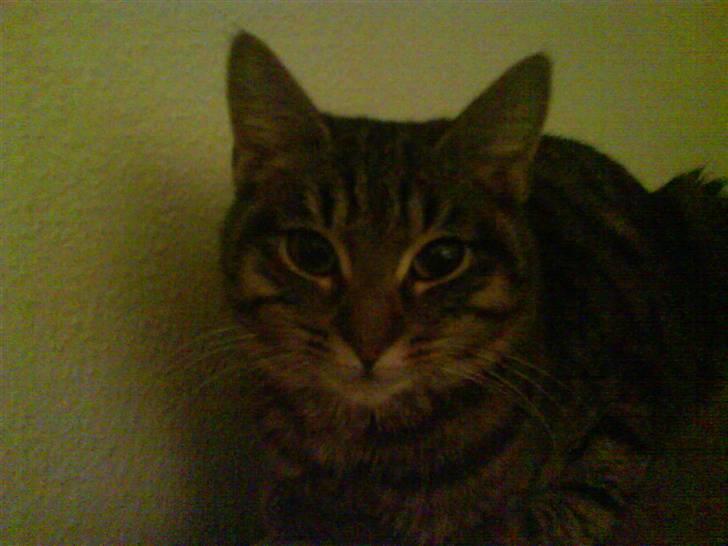 Huskat Fie billede 2