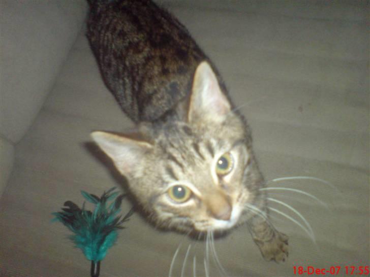 Huskat Fie billede 3