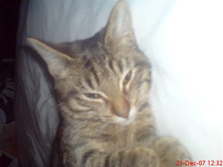 Huskat Fie billede 4