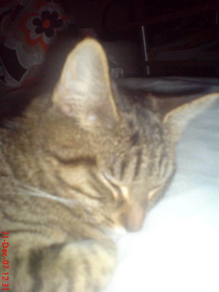 Huskat Fie billede 5