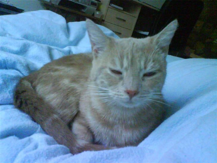 Huskat Søs billede 1