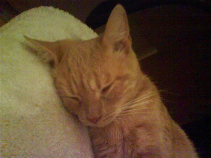 Huskat Søs billede 2