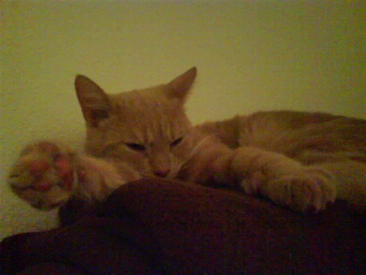 Huskat Søs billede 3