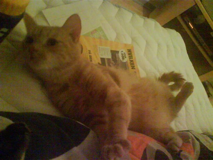 Huskat Søs billede 4