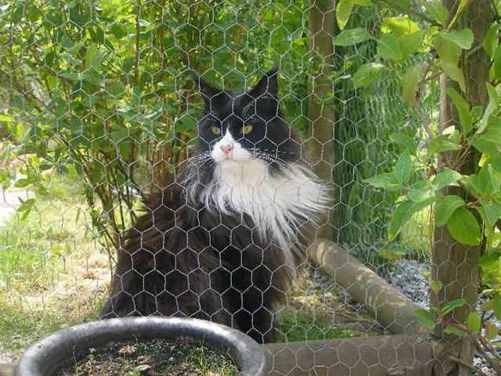 Maine Coon Jason Watt / Sofus billede 1