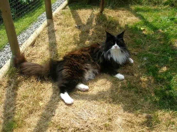 Maine Coon Jason Watt / Sofus billede 2