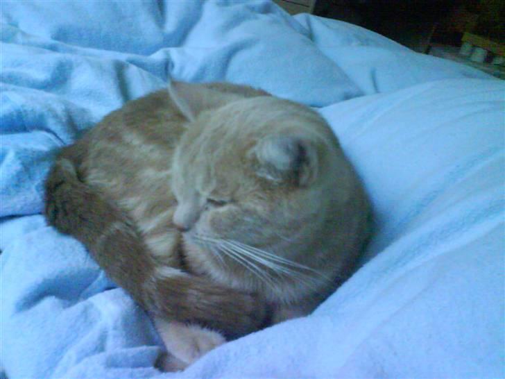 Huskat Søs billede 5