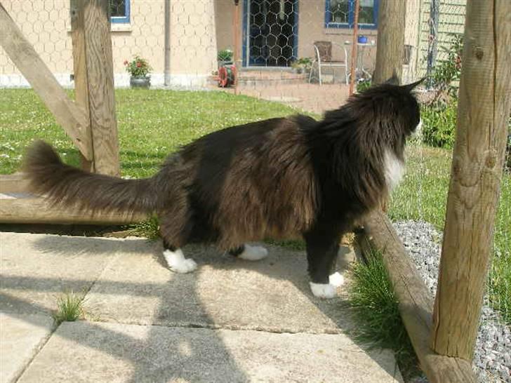 Maine Coon Jason Watt / Sofus billede 3