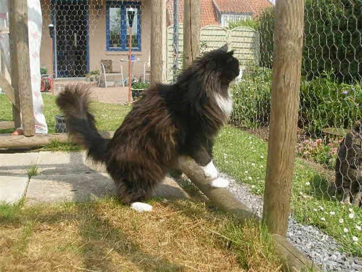 Maine Coon Jason Watt / Sofus billede 4