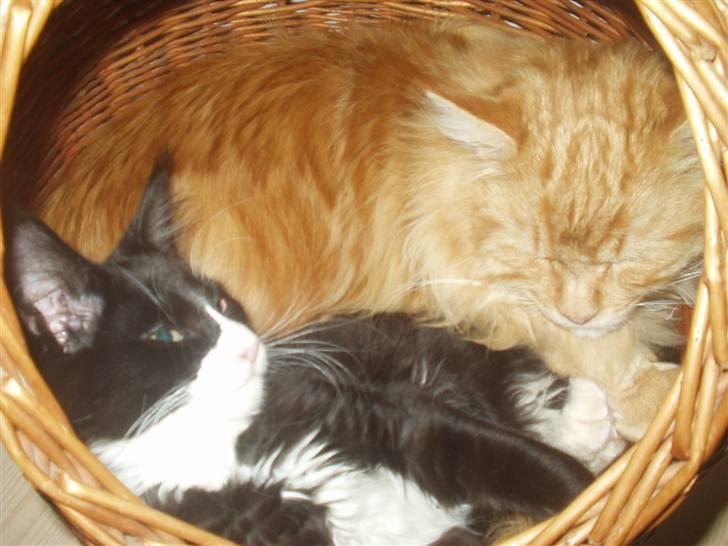 Maine Coon Jason Watt / Sofus billede 6