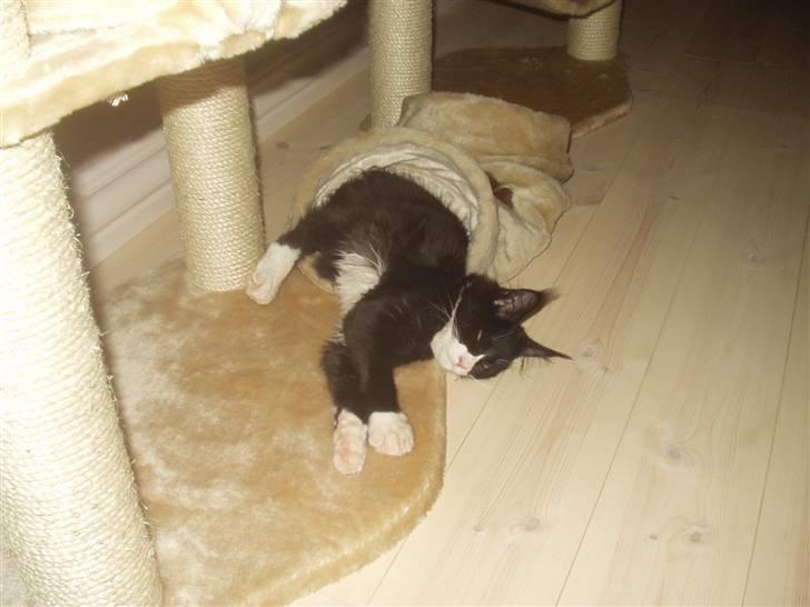 Maine Coon Jason Watt / Sofus billede 7