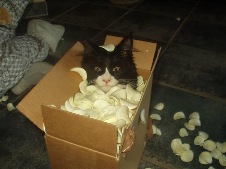 Maine Coon Jason Watt / Sofus billede 8