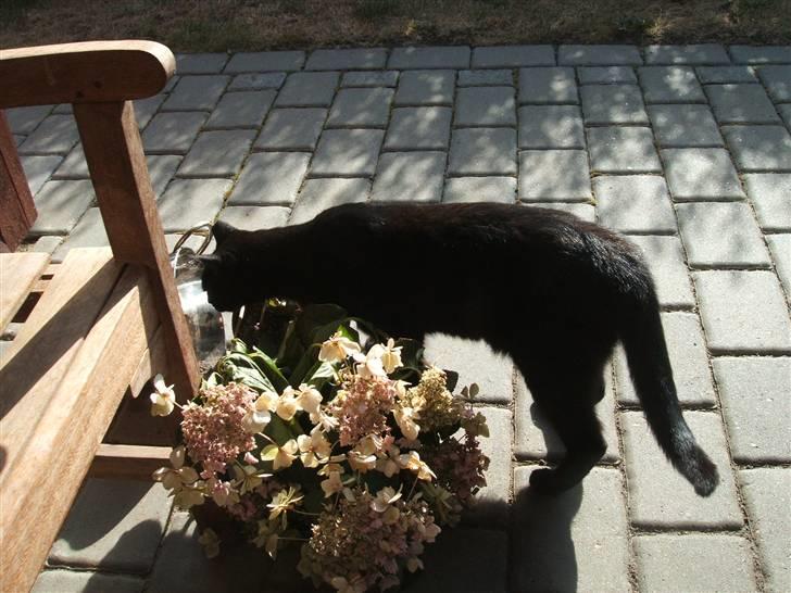 Huskat Simba *  solgt :´-(  * - hmm... de dufter godt billede 9