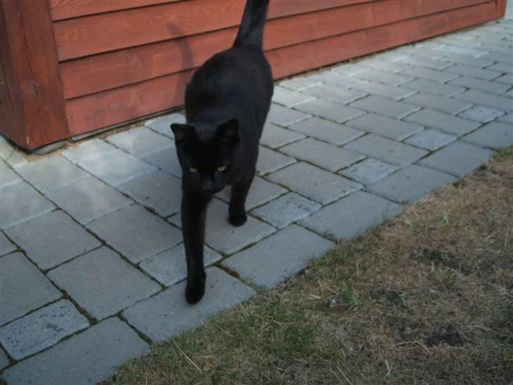 Huskat Simba *  solgt :´-(  * - "her kommer jeg!" billede 10