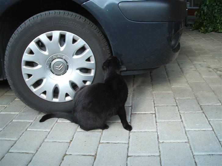 Huskat Simba *  solgt :´-(  * - "Må jeg ikke godt komme med?" billede 11