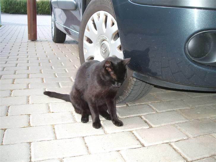 Huskat Simba *  solgt :´-(  * - "Øv!!" billede 12