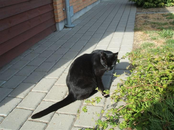 Huskat Simba *  solgt :´-(  * - Simba dreng... billede 13