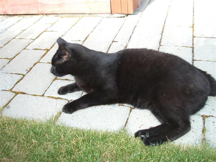 Huskat Simba *  solgt :´-(  * - mmm... det er altid dejligt at ligge i middags solen!! billede 14