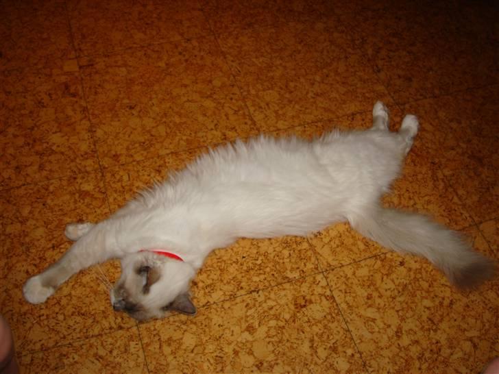 Hellig Birma ¨˜”°º•CISSE•º°”˜¨ billede 12