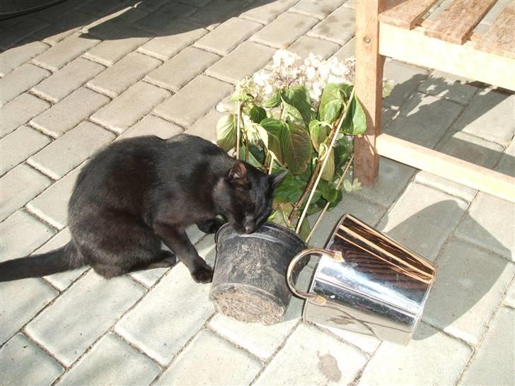 Huskat Simba *  solgt :´-(  * - "ups!.. var det min skyld?" billede 15