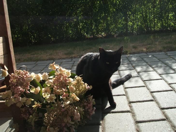 Huskat Simba *  solgt :´-(  * - "Åh nej!.. nu får jeg vist balade... lad mig komme væk!" billede 16