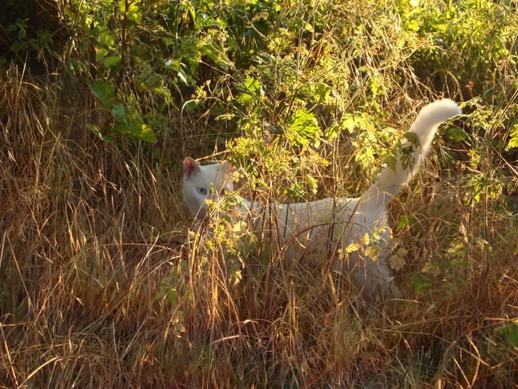Huskat TILDE DØD billede 18