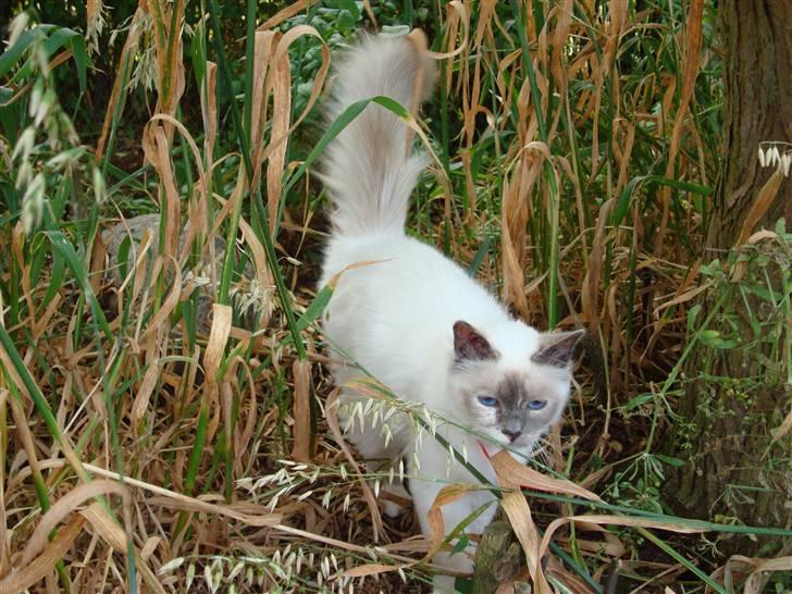 Hellig Birma ¨˜”°º•CISSE•º°”˜¨ billede 13