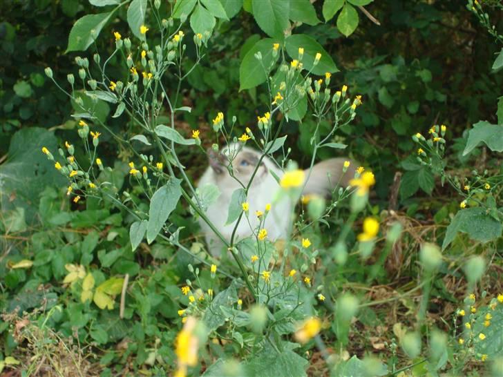 Hellig Birma ¨˜”°º•CISSE•º°”˜¨ billede 14